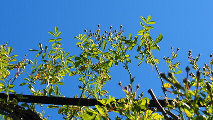 The Butchart Gardens