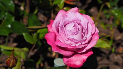 The Butchart Gardens