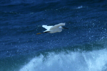 Garça-branca-pequena voando na frente das ondas altas da praia de Cordeirinho - Maricá - RJ