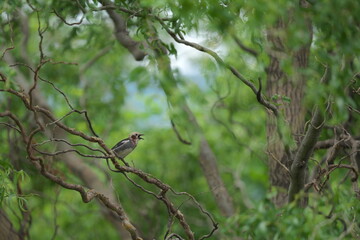 柳の枝に止まって鳴いていたコムクドリ