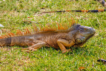 Green iguana in Laguna del Carpintero in Tampico Tamaulipas