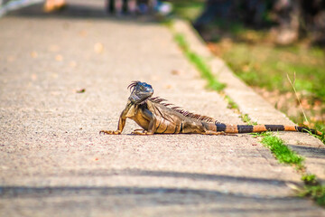 Iguana crossing the street in tampico tamaulipas