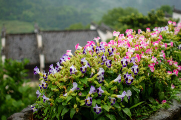 Obraz premium A Taste of Huangling - Old Town