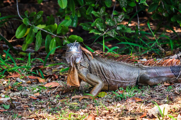 Green iguana close up in tampico tamaulipas