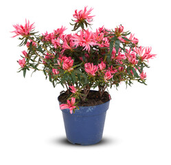 Flowers blooming in a potted plant cut out isolated transparent background