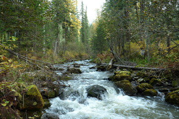 Large stones covered with moss lie in the bed of a small mountain river flowing through a dense coniferous forest on a cloudy autumn morning.