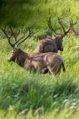 Two wild elk on guard.