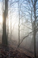 A misty deciduous forest. Tree trunks are shrouded in the fog.