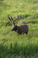 A wild bull elk stands in the grass.