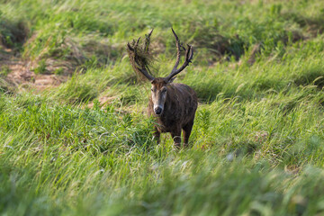 A wild bull elk stands in the grass.