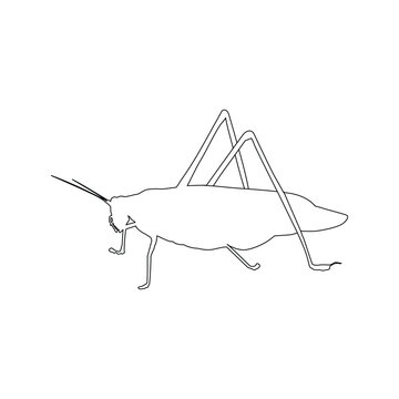 katydid grasshopper icon
