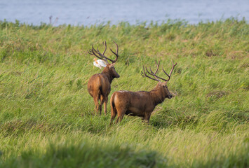 two wild elk and a egret standing on one of them