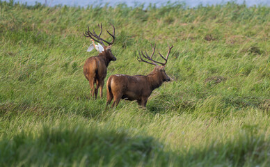 two wild elks and a egret standing on one of them