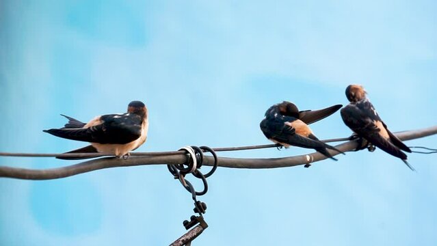 A bird perched on a power line