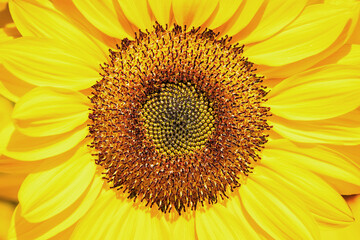 Closeup of beautiful vivd sunflower with a tiny bee in direct sunlight