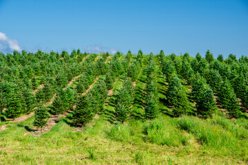 Obraz premium Christmas tree farm in summer rows of green tress against deep blue sky