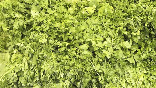 A huge pile of Green Coriander (cilantro or dhaniya) for sale in vegetable market, Farmers market, sabzi mandi