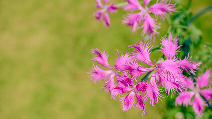 Obraz premium ナデシコの花 