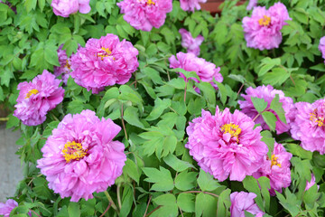 China,  Luoyang, China Luoyang Peony Cultural Festival , pink peonies blooming
