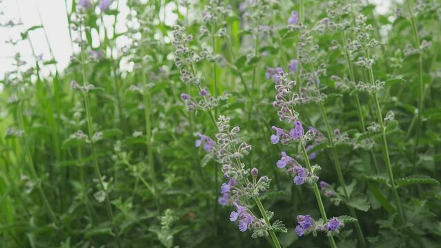 Nepeta faassenii, flowering plant catmint and Faassen's catnip. Parent species are Nepeta racemosa and Nepeta nepetella. Small showy, abundant, two-lipped, trumpet-shaped, soft lavender flowers