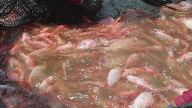 farmer select small red tilapia fish for growth up nursery in earthen pond.Fish selecting for sell. harvest at fish farm