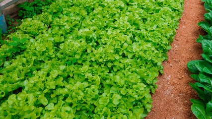 Non-toxic vegetable plant Organic with soil  on farm ,Farmers hands holding fresh vegetables
