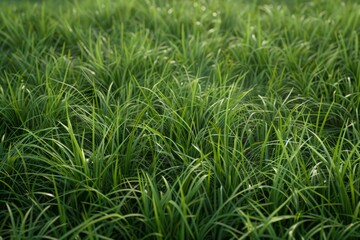 Green grass field bathed in bright sunlight. Nature background concept.