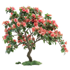 Obraz premium A vibrant pink bougainvillea tree with lush green leaves, isolated on a black background. The tree is in full bloom with delicate flowers.