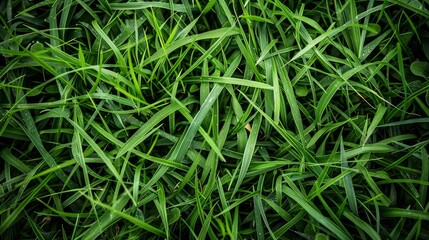 Close-up of green grass with brown spots. Natural texture background concept.