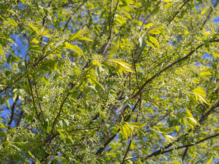 bird cherry branches at the beginning of flowering