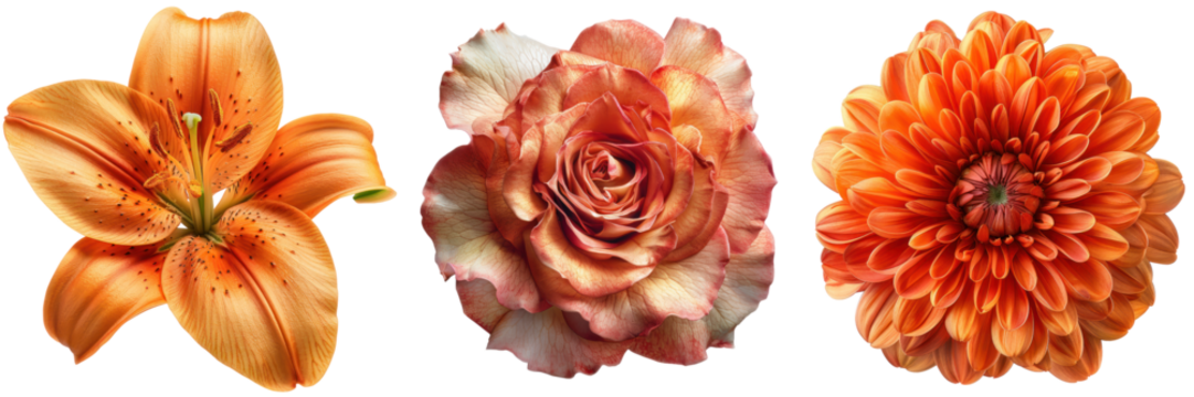 Orange flowers, lily, rose and dahlia, isolated on black background.