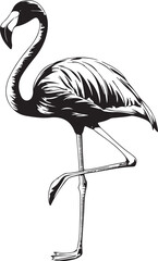 Flamingo silhouette isolated on white vector image