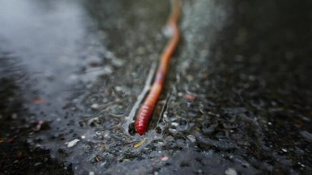 Compilation of a worm moving through the dirt