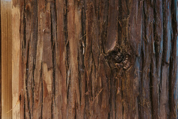 ささくれた節のある杉の木　木肌の背景テクスチャー背景　ざらざらの木材