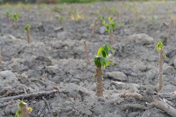 Cassava tree planted in pieces on the ground. A few branches and green leaves emerged. Cassava cultivation agricultural background picture.