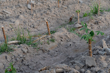 Cassava tree planted in pieces on the ground. A few branches and green leaves emerged. Cassava cultivation agricultural background picture.