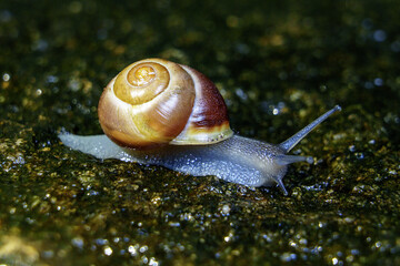 snail on a stone
