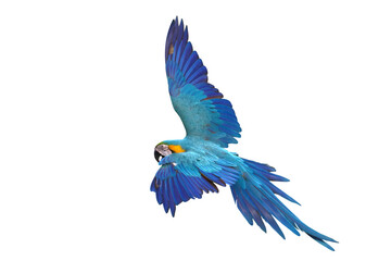 Colorful flying Blue and Gold Macaw parrot isolated on transparent background png file