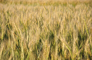 wheat field in the light of the setting sun. wheat field close up selective focus. wheat ears background