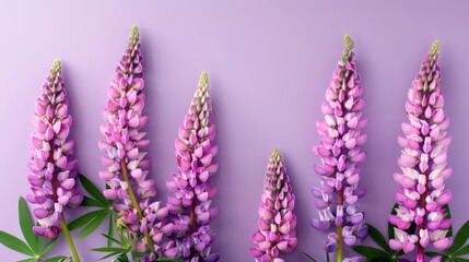 Naklejka premium Summer banner with pink lupine flowers on a purple background