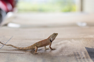 chameleon on the paper box on blurred background