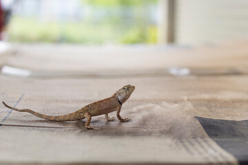 chameleon on the paper box on blurred background