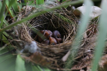 ฺBaby of Red-whiskered Bulbul in the nest on the Bird's nest fern