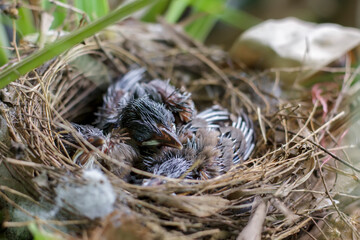 Growth of Red-whiskered Bulbul in the nest on the Bird's nest fern in Thailand