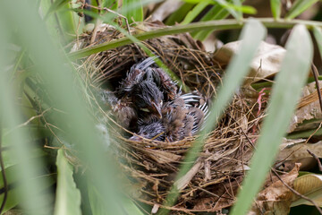 Growth of Red-whiskered Bulbul in the nest on the Bird's nest fern in Thailand
