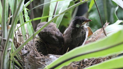 Growth of Red-whiskered Bulbul in the nest on the Bird's nest fern in Thailand