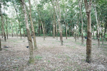 Hevea brasiliensis, rubber tree ready for harvest