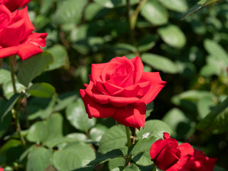 植物園に咲く赤い薔薇の花