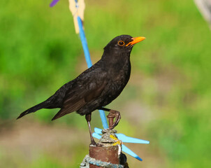 blackbird 