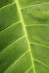 Green leaf on an Elephant Ear plant close up textured abstract background